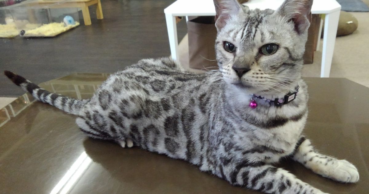 ベンガルキャット シルバー | キャスト | 東京で爬虫類と触れ合いたい