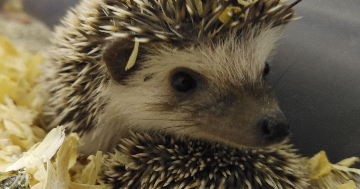 爬虫類と小動物とふれあえるピッコロズーです.