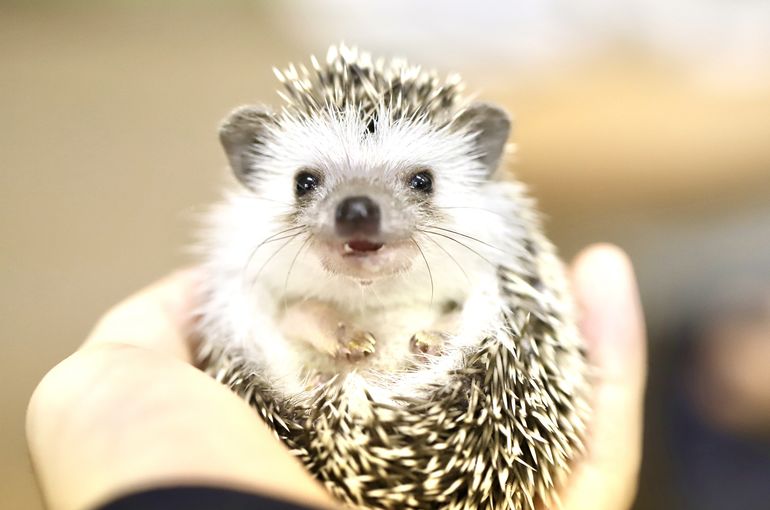 浅草で爬虫類と触れ合えるPiccoloZooです。ハリネズミ販売中です。