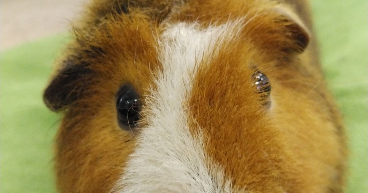 【浅草 爬虫類カフェ ピッコロズー】4月の店休日のお知らせです。