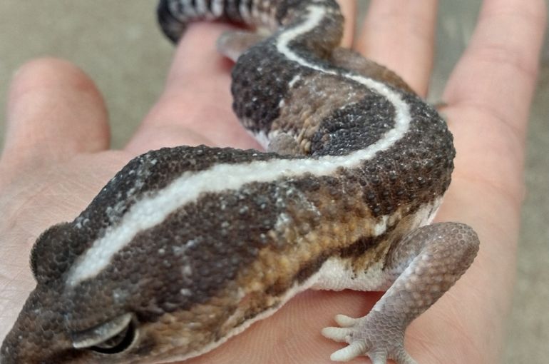 浅草 爬虫類ふれあい PiccoloZoo】ニシアフリカトカゲモドキ入荷しました
