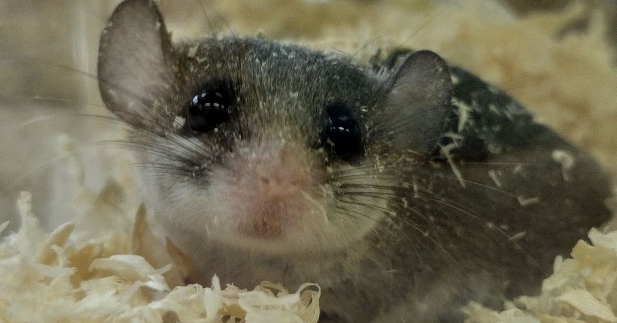 アフリカヤマネ ペット販売 東京で爬虫類と触れ合いたい方はPiccolo Zooへお越しください