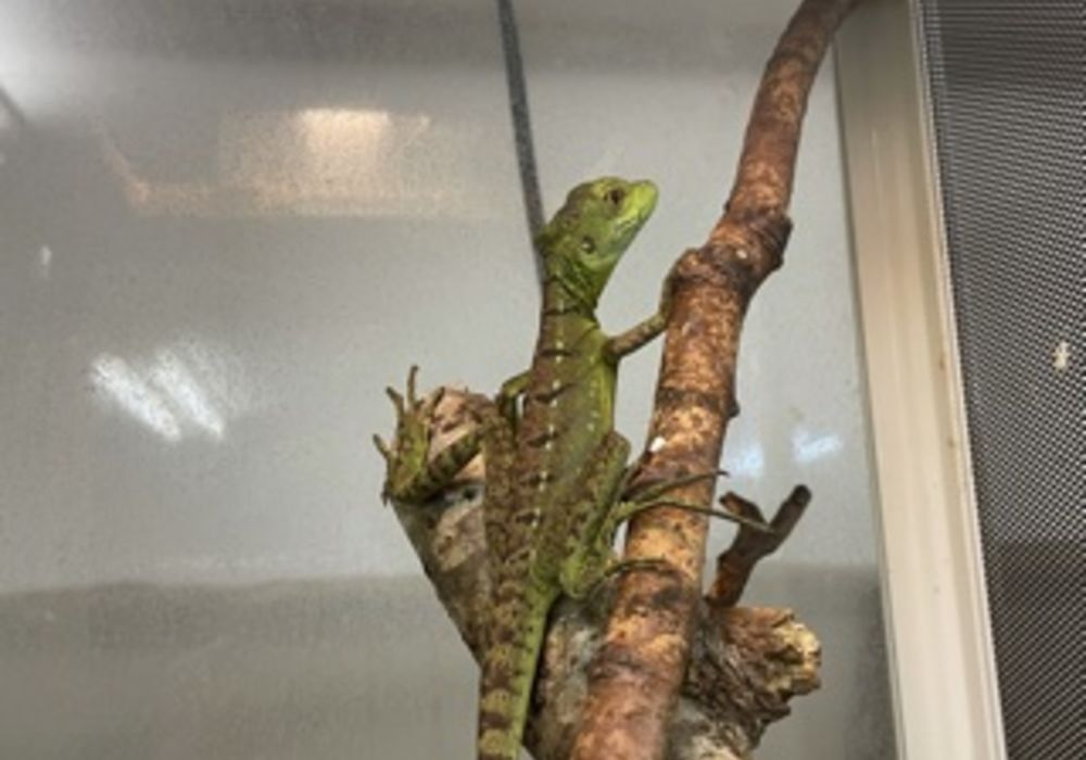 グリーンバシリスク ペット販売 東京で爬虫類と触れ合いたい方はpiccolo Zooへお越しください