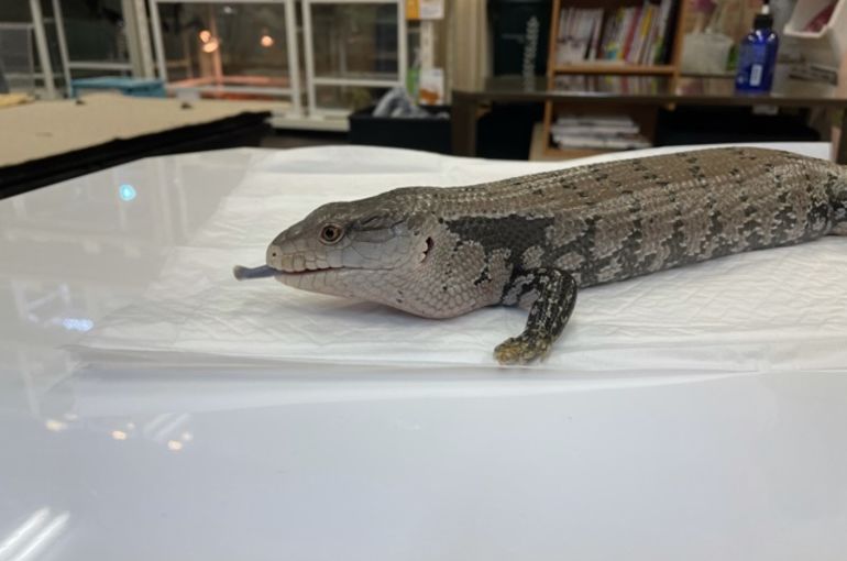 浅草 爬虫類ふれあい Piccolozoo アオジタトカゲ販売致します