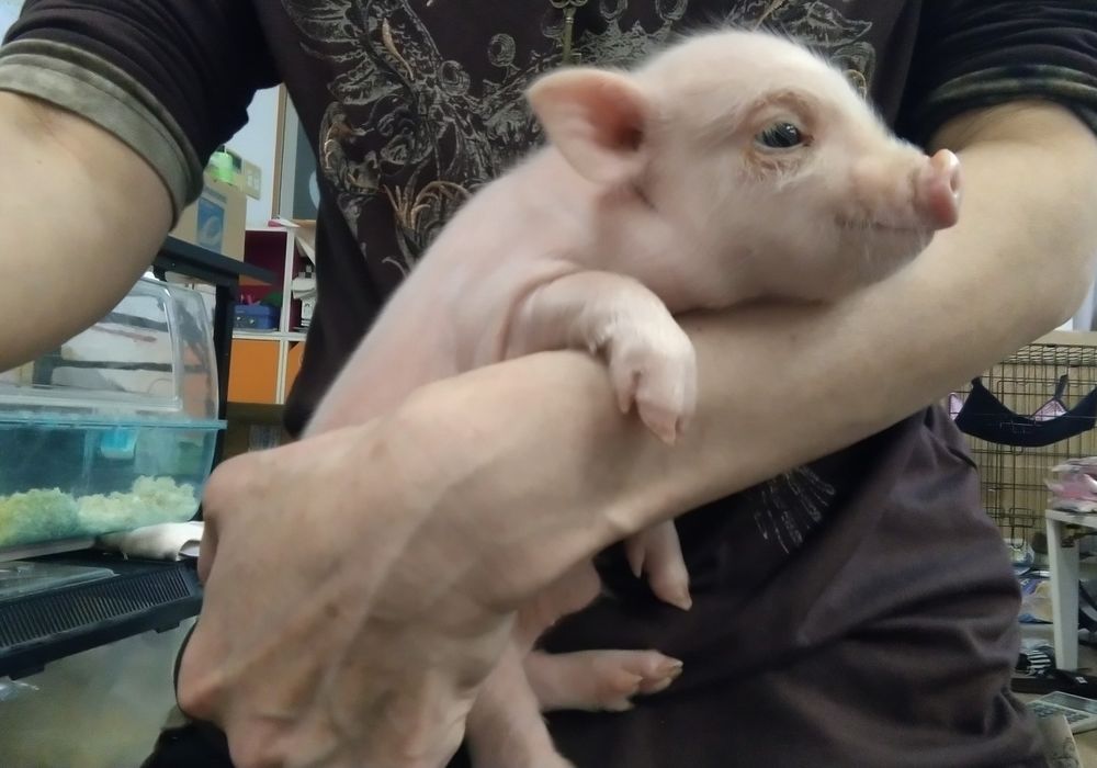 ミニブタベビー Sold Out ペット販売 東京で爬虫類と触れ合いたい方はpiccolo Zooへお越しください