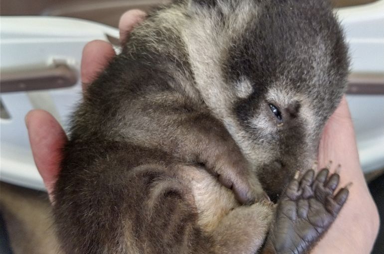 浅草爬虫類ふれあい Piccolozoo アカハナグマのベビー予約販売中