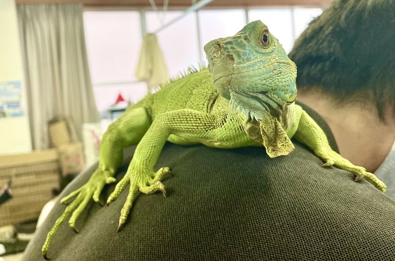 【浅草 爬虫類ふれあい PiccoloZoo】グリーンイグアナのいくちゃんふれあいデビュー