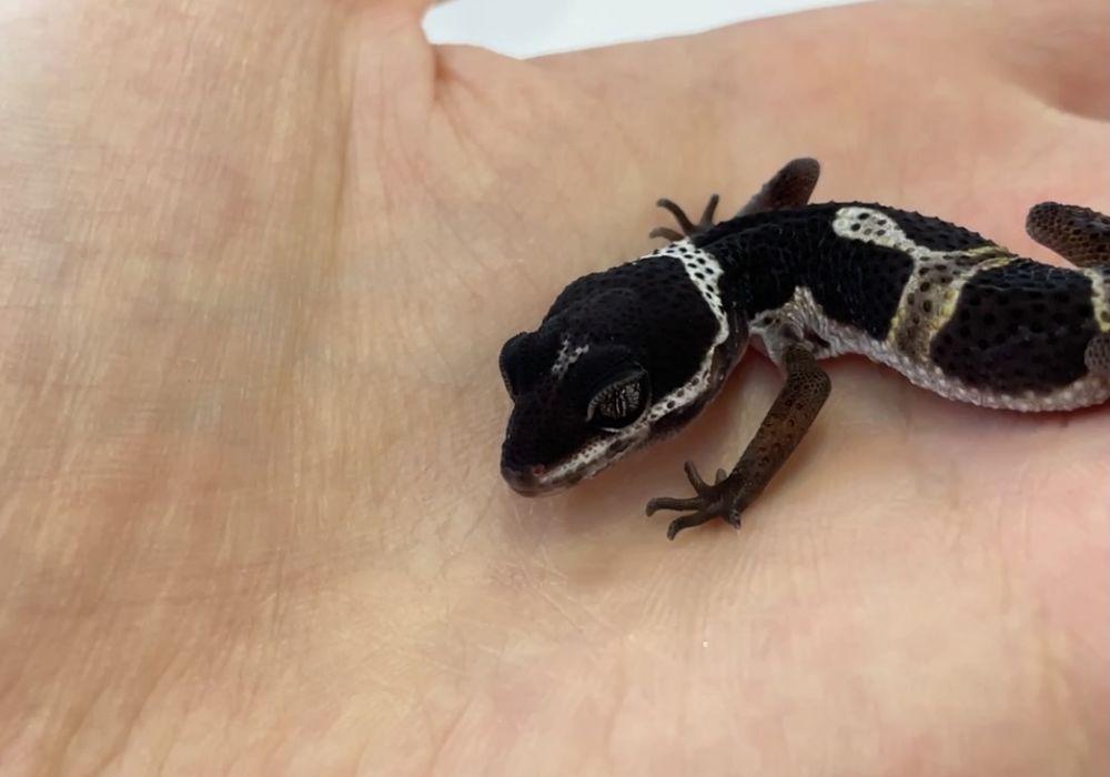 ヒョウモントカゲモドキ ブラックナイト | ペット販売 | 東京で