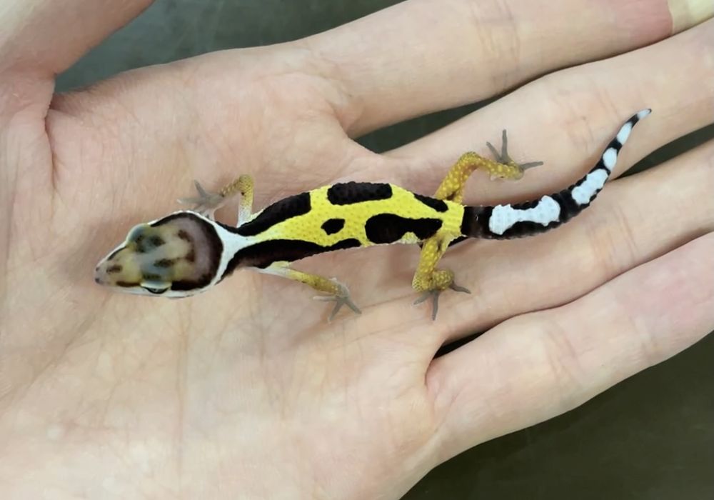 ヒョウモントカゲモドキ レオパ ジャングル 販売 ペット販売 東京で爬虫類と触れ合いたい方はpiccolo Zooへお越しください