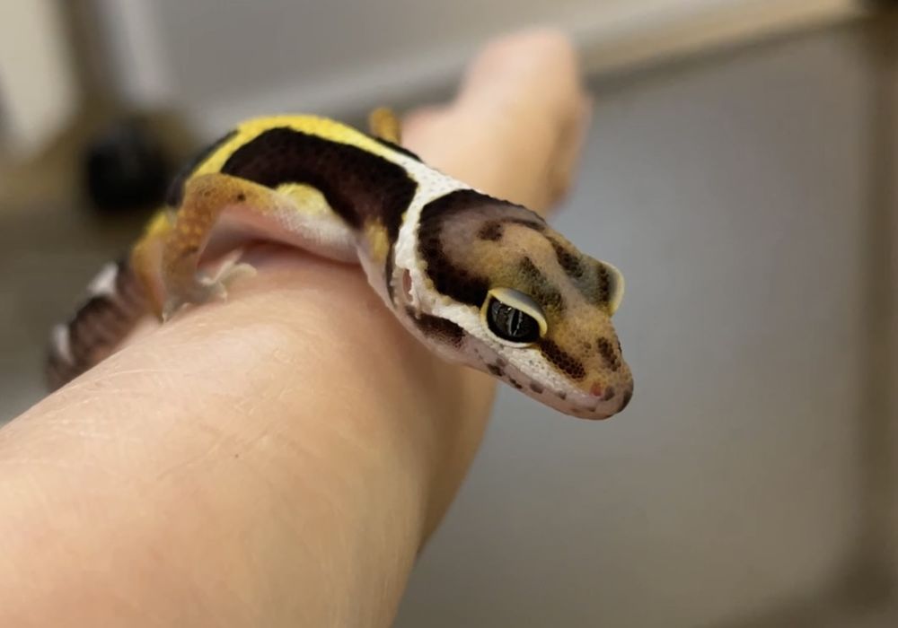 ヒョウモントカゲモドキ レオパ ジャングル 販売 ペット販売 東京で爬虫類と触れ合いたい方はpiccolo Zooへお越しください