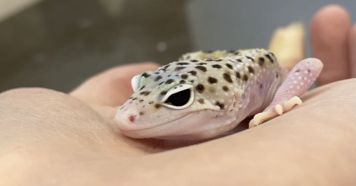 ヒョウモントカゲモドキ（レオパ） マックスノーエクリプス 販売