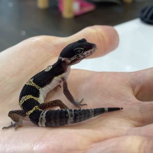 浅草 爬虫類ふれあい Piccolozoo 初めてレオパを飼うならpiccolozooにご来店ください