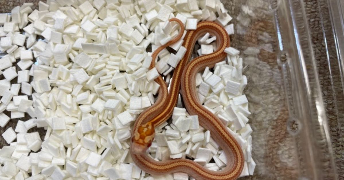 コーンスネーク アメラニストライプ | ペット販売 | 東京で爬虫類と