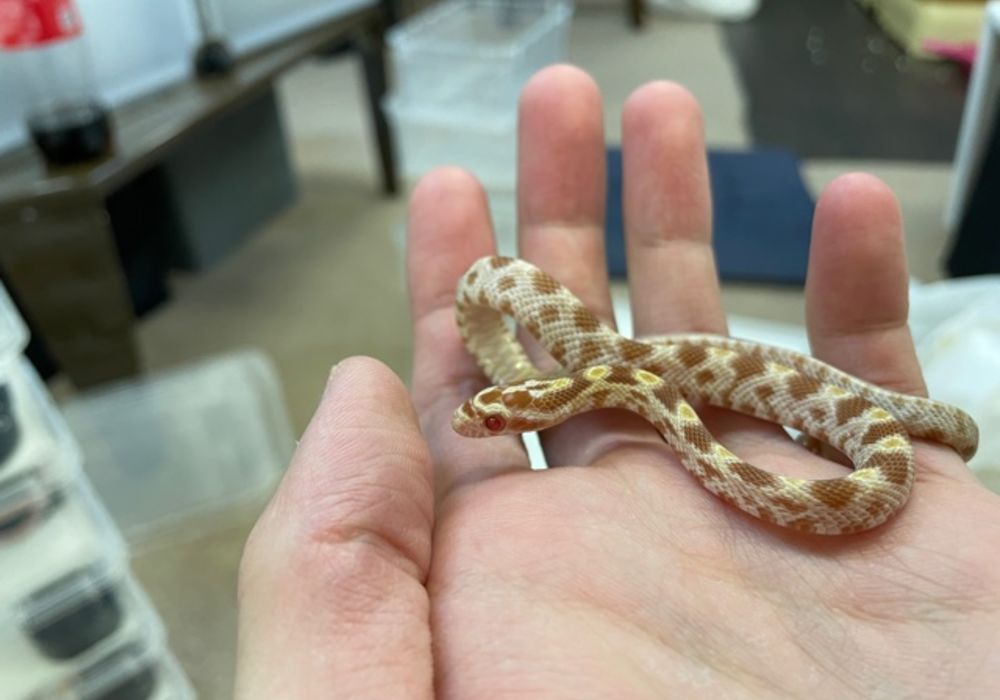コーンスネーク バター 販売 ペット販売 東京で爬虫類と触れ合いたい方はpiccolo Zooへお越しください