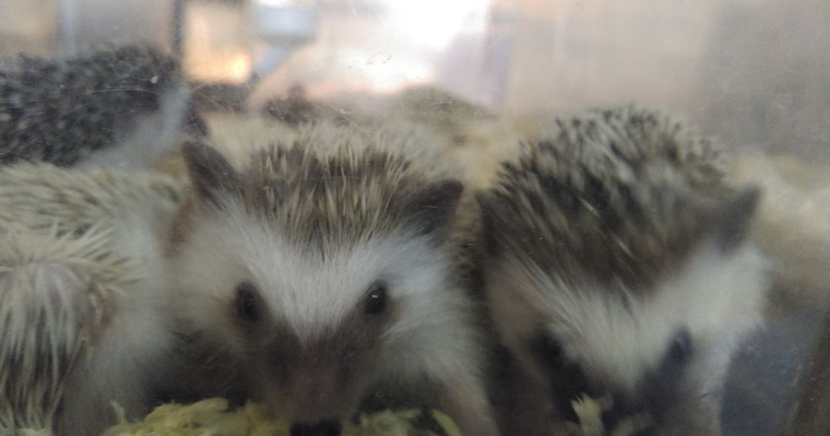 【東京で爬虫類とふれあうならピッコロズー】タイ産ハリネズミ入荷しました。