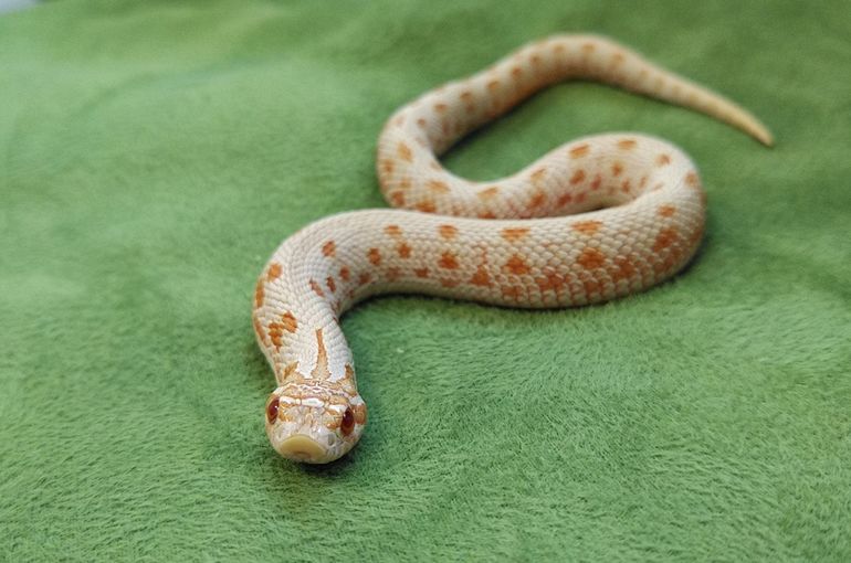 浅草 爬虫類ふれあい PiccoloZoo】セイブシシバナヘビ入荷しました。