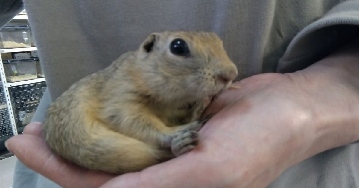 リチャードソンジリスSOLDOUT ペット販売 東京で爬虫類と触れ合いたい方はPiccolo Zooへお越しください