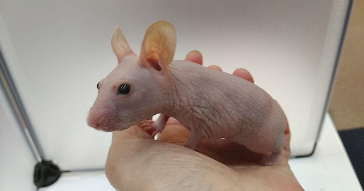 スキニーハムスター 次回まで販売までお待ちください！ ペット販売 東京で爬虫類と触れ合いたい方はPiccolo Zooへお越しください
