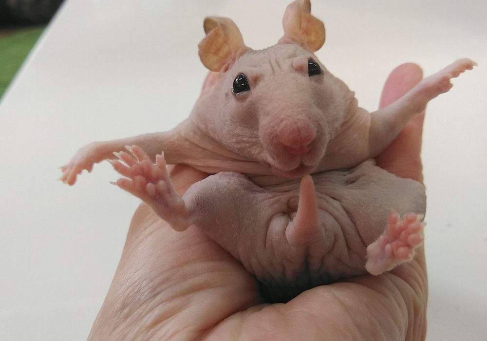 スキニーハムスター 次回まで販売までお待ちください！ ペット販売 東京で爬虫類と触れ合いたい方はPiccolo Zooへお越しください