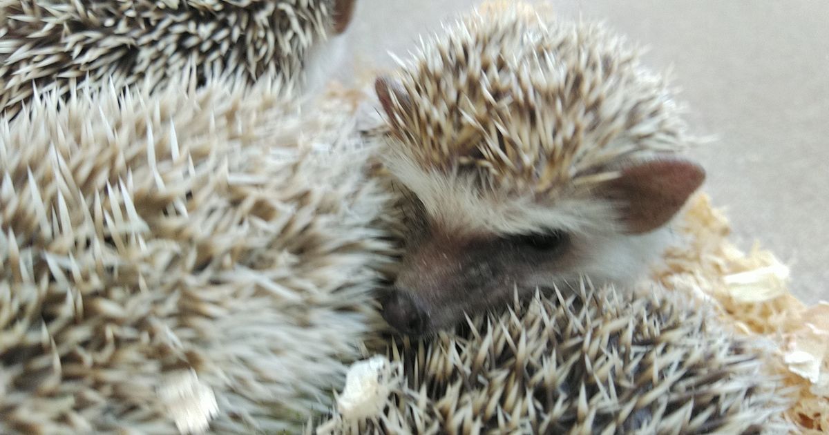 ハリネズミ7月20日入荷しました | ペット販売 | 東京で爬虫類と