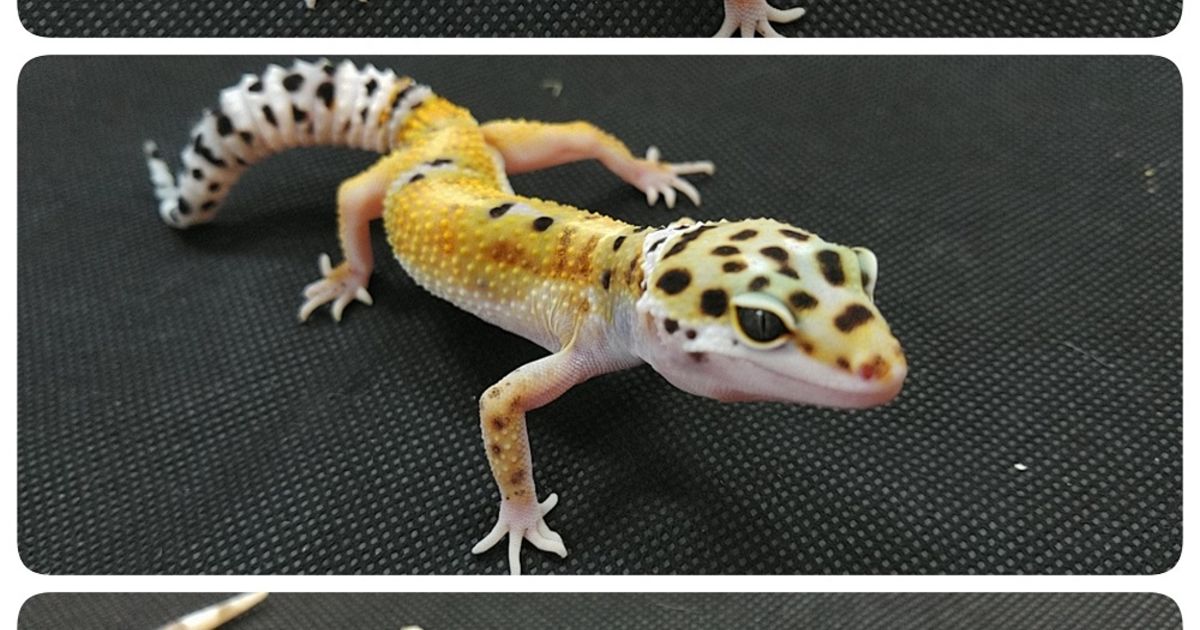 トカゲ レオパ ‪ꫛꫀꪝ【No.269】実物サイズ 天然石入り 爬虫類 オシャレ