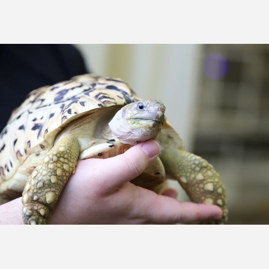 ヒョウモンリクガメ