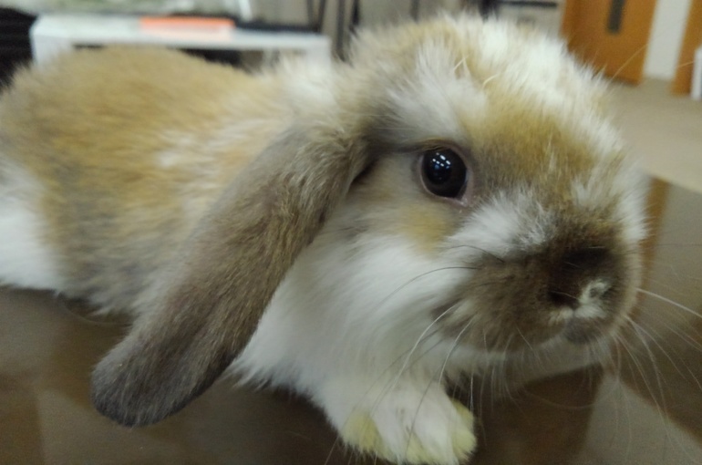 うさぎべビー ロップイヤー 入荷しました 東京で爬虫類を販売するペットカフェが更新しているブログをご覧ください