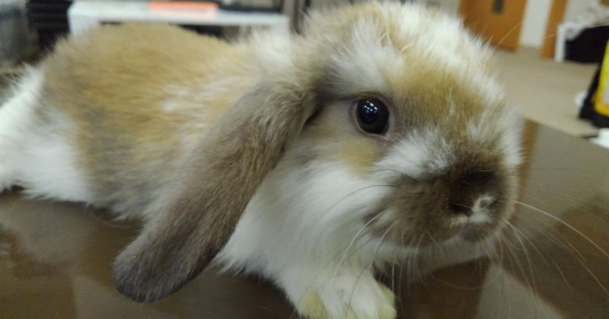 ロップイヤーうさぎ大特価セール6 1 東京で爬虫類を販売するペットカフェが更新しているブログをご覧ください